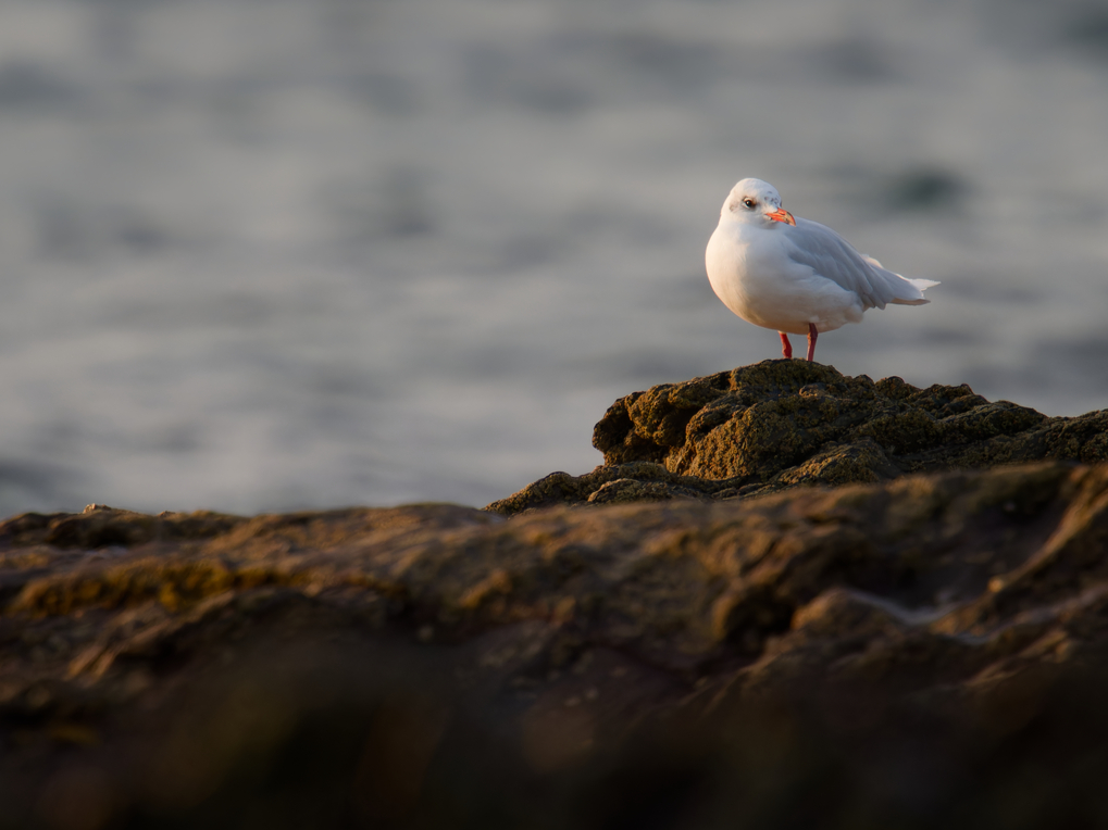 Photo of Mediterranean Gull